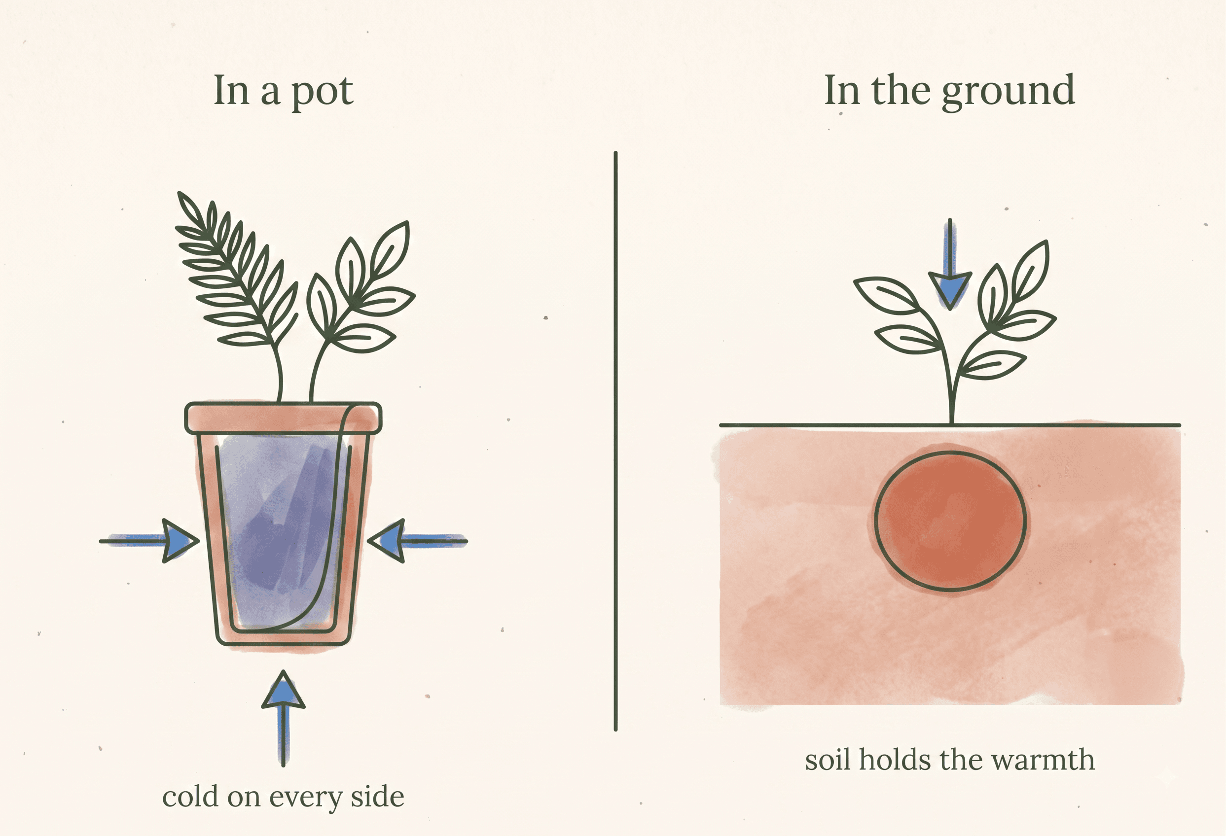 Two cross-sections side by side. In a pot, cold air presses against the root ball on every side, including the base, and the roots are chilled through. In the ground, soil wraps the roots and holds the day's warmth, so only the exposed top of the plant feels the cold.
